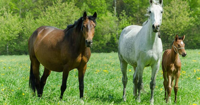 Studying horse miscarriages may explain early human pregnancy loss: Study