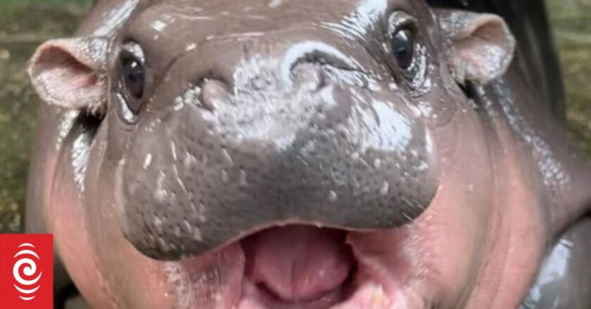 Thai zoo’s pygmy hippo Moo Deng a big deal