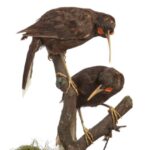 Pair of taxidermied huia could fetch $128k at London auction