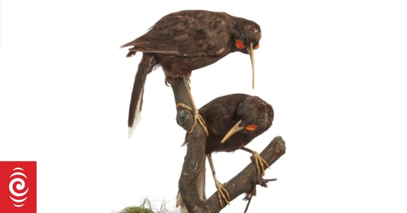 Pair of taxidermied huia could fetch $128k at London auction