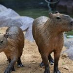 How the humble capybara became a spirit animal for Asia’s youth