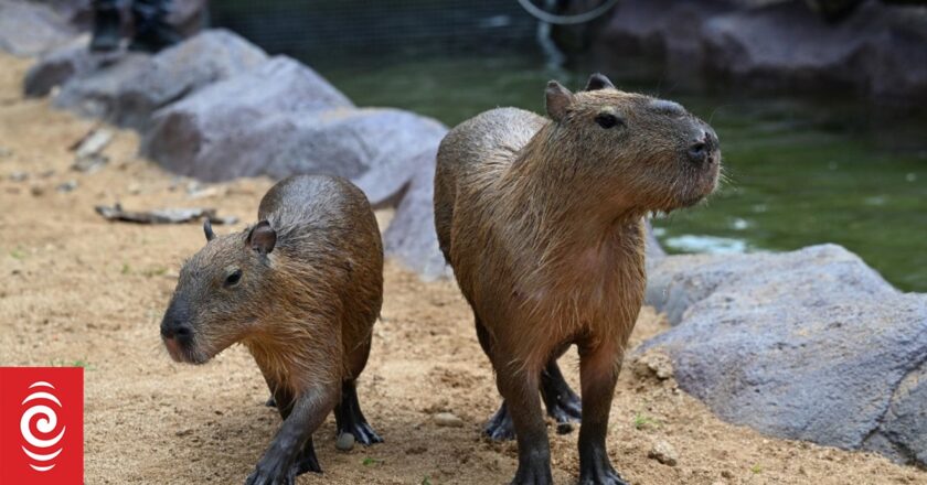 How the humble capybara became a spirit animal for Asia’s youth