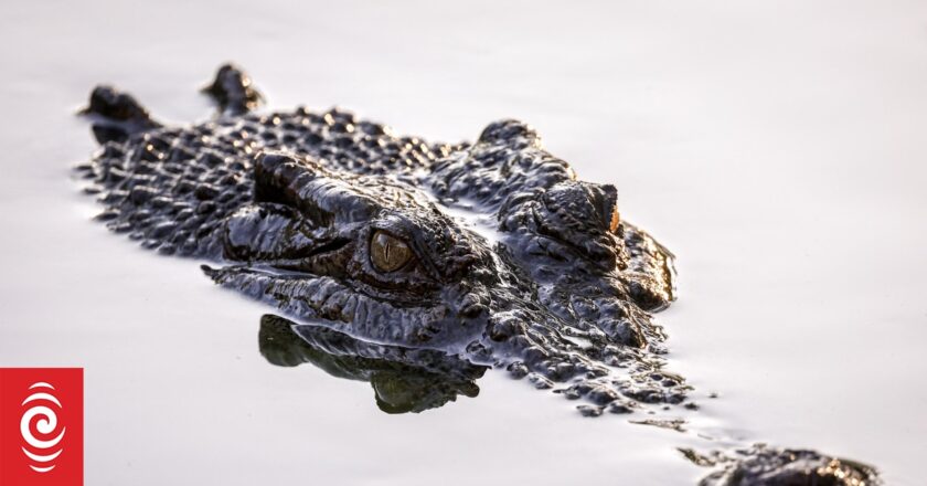 New offence for accidentally feeding Queensland crocodiles