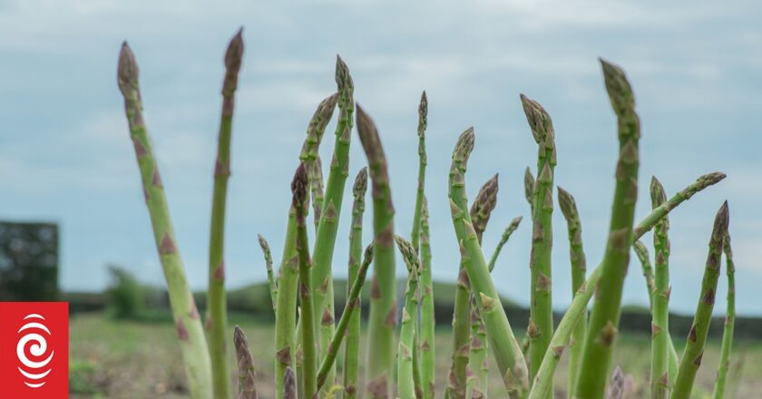 Plentiful supply of fresh, cheap vegetables presents new challenge for asparagus growers