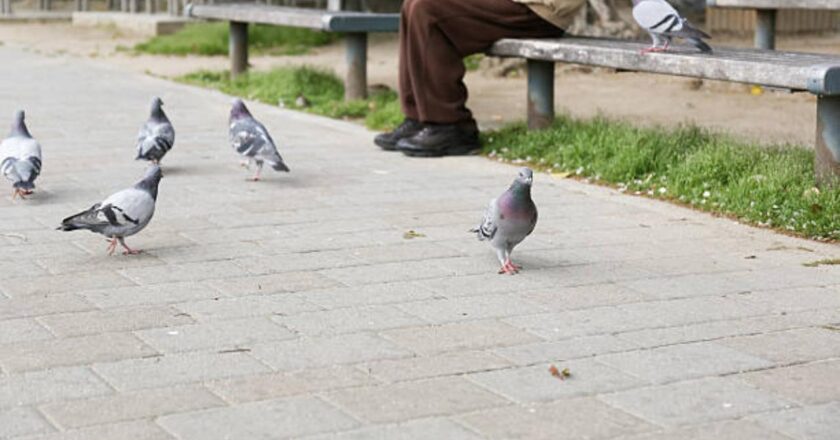 Feeding pigeons is harming your respiratory health; doctor explains how