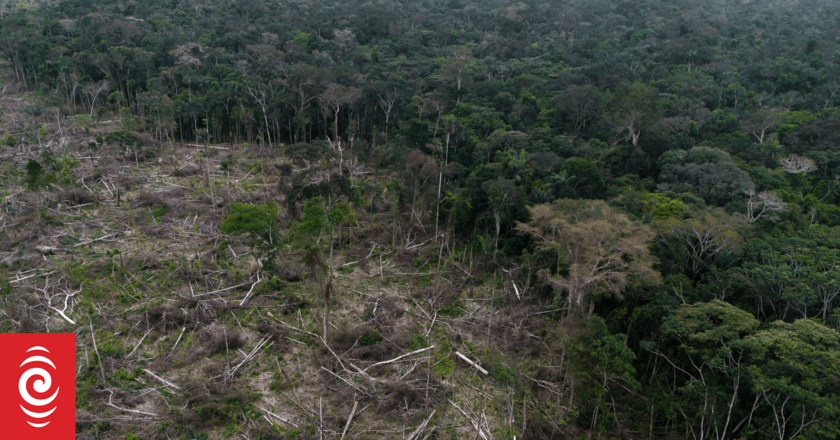 More than 1 in 3 tree species are at risk of going extinct, new analysis shows