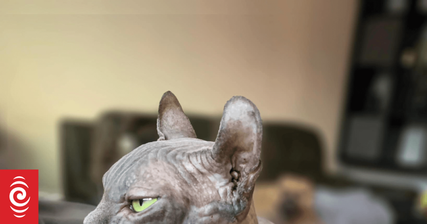 The ‘XL Bully cat’ is the latest internet-famous cat to stoke selective breeding concerns