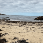 Sydney beaches given green light to reopen following days of tar balls washing ashore