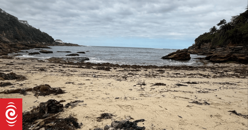 Hundreds of tar balls have surfaced on Sydney beaches. But what are they?