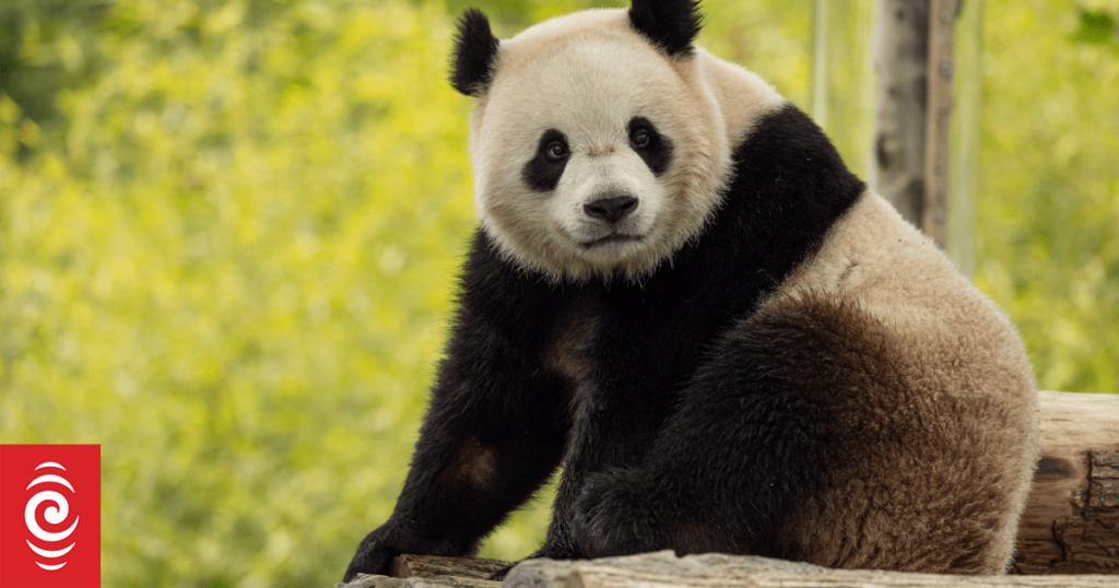 China’s new panda diplomats touch down in DC