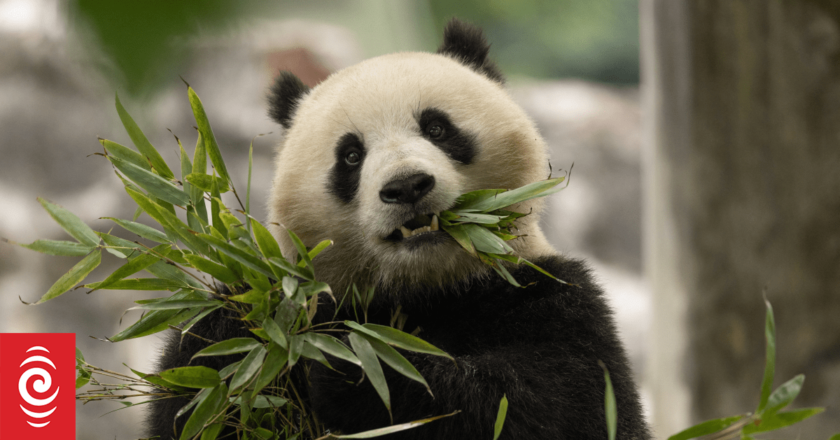 China’s newest panda diplomats headed for US