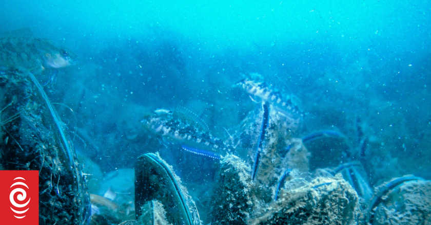 Red tape, lack of access barriers for aquaculture expansion – NZ King Salmon boss