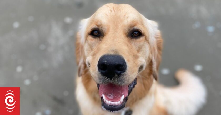 What’s the secret to why dogs love life? A philosopher reflects on the joy of life for a dog