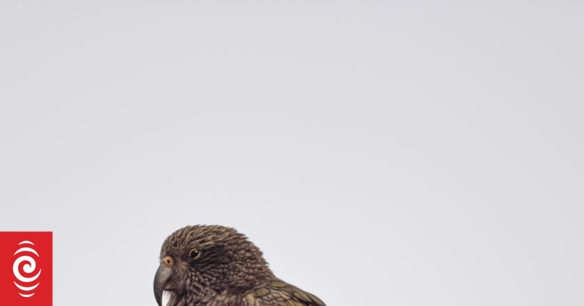 Our Changing World: Lead bullets – a health risk to humans and kea