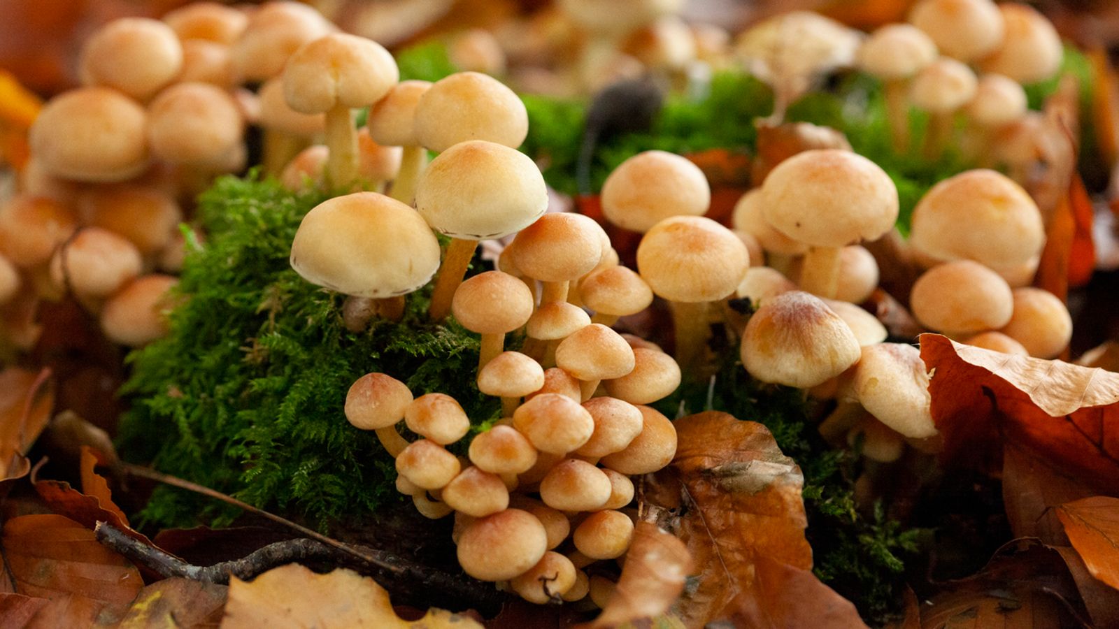 skynews mushrooms toxic us 6714029