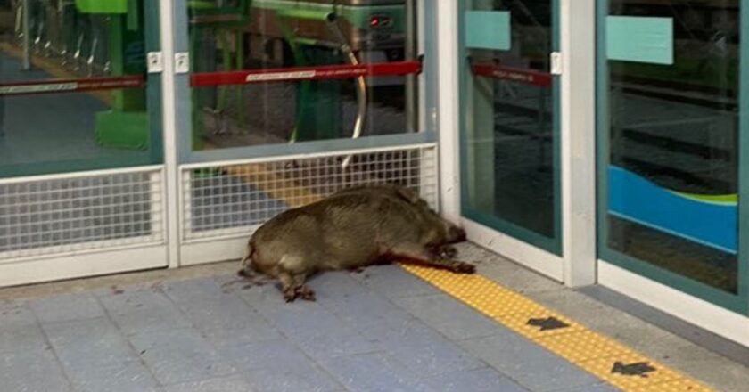 South Korea: Wild boar shot dead after biting man’s arm at rail station | World News
