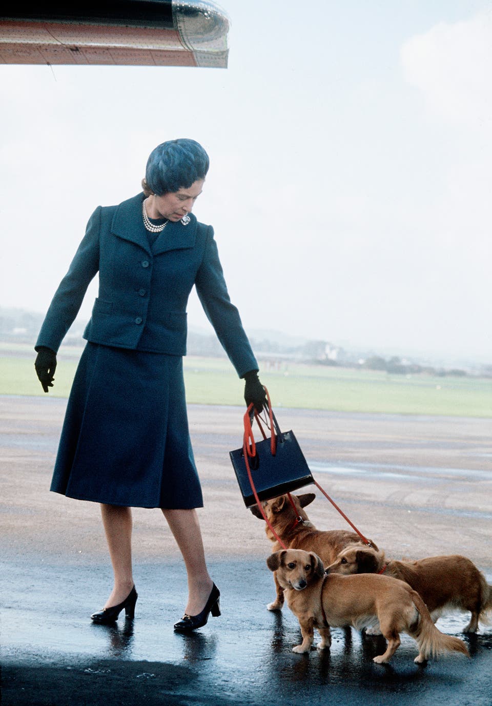 1732191928 250 The Royal Family approved dog breeds ‘Princess Margaret had Sealyhams delivered