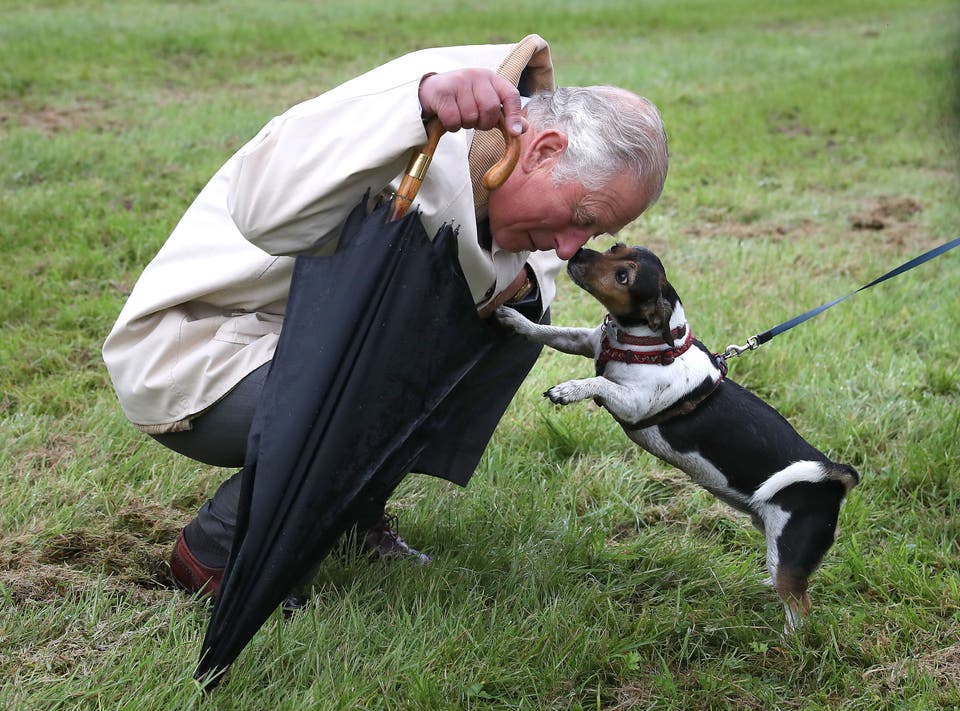 1732191928 540 The Royal Family approved dog breeds ‘Princess Margaret had Sealyhams delivered