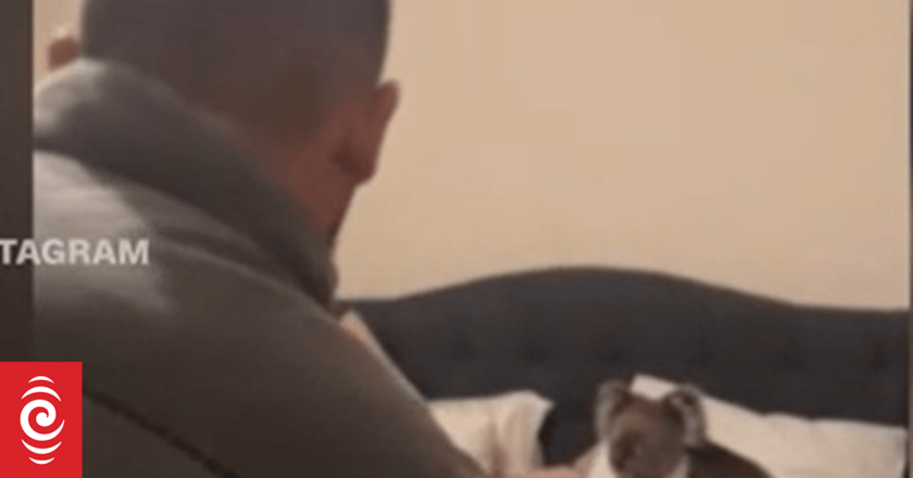 ‘Only in Australia’: Couple comes home to find koala in bed