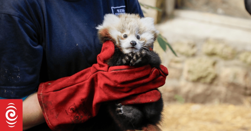 Baby red panda dies from ‘stress’ caused by fireworks