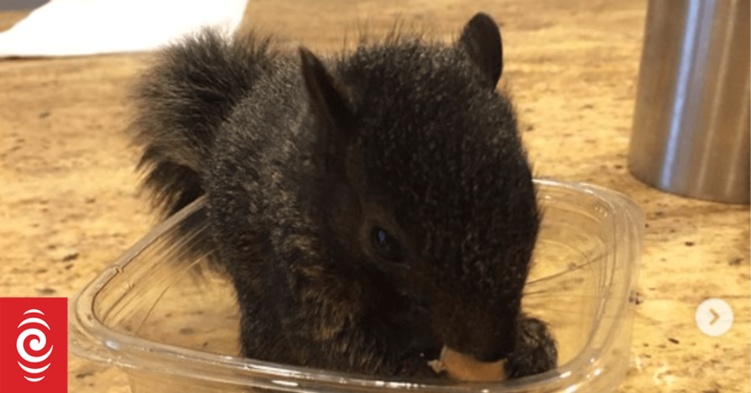 Nuts! NY authorities euthanise Instagram squirrel star