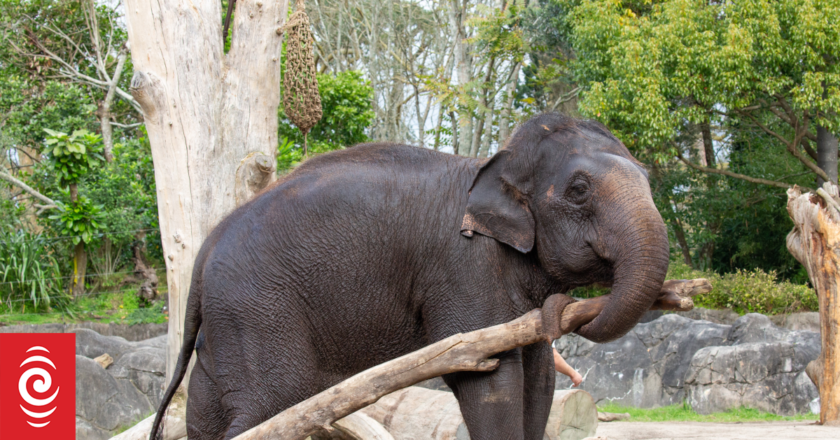 Elephant to get peak-hour police escort through Adelaide suburbs as Burma heads to new home at Monarto Zoo