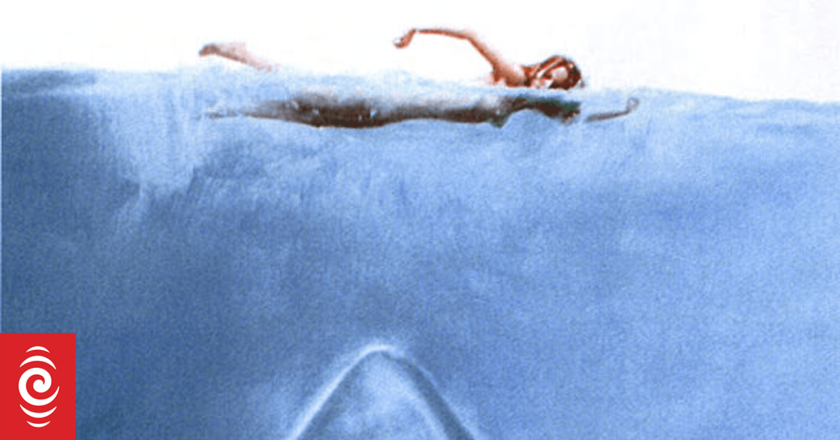 What did Hollywood get wrong about great white sharks in Jaws?