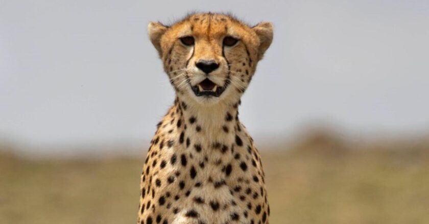 Check out review of David Attenborough-narrated series Mammals