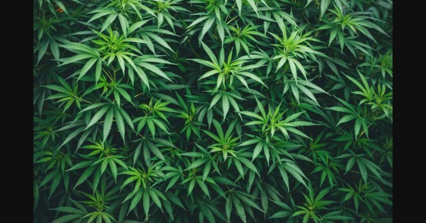 Did you know consuming weed can increase cancer risk?