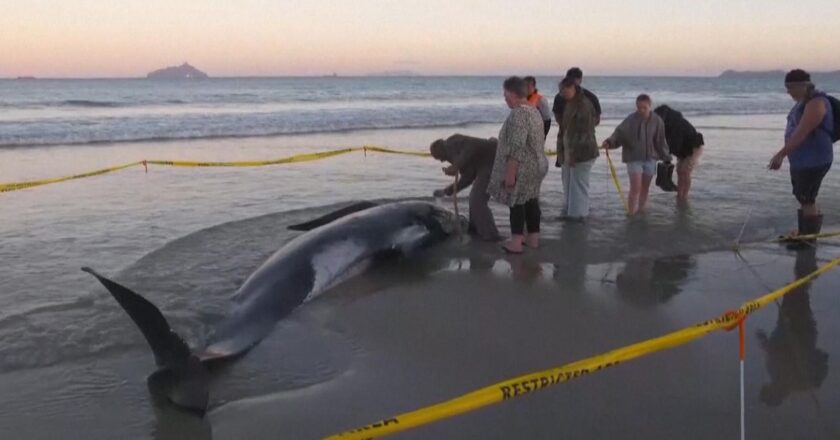 New Zealand: People come together to save more than 30 whales stranded on New Zealand beach | World News