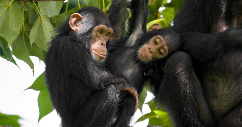 Chimpanzees work better when watched by audience, study suggests | Science, Climate & Tech News