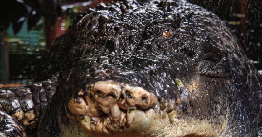 World’s largest captive crocodile dies aged 110 | World News