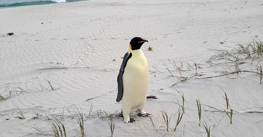 First emperor penguin found in Australia after 2,000-mile journey from Antarctica | World News
