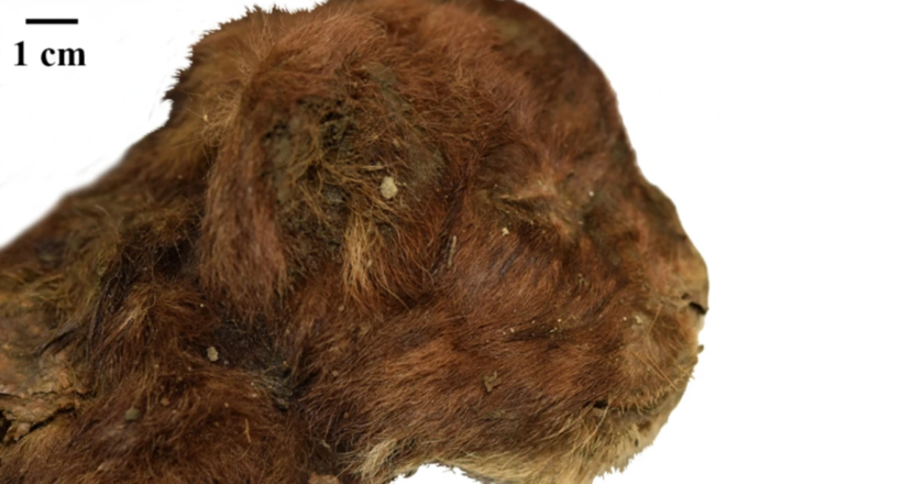 Frozen sabre-toothed kitten reveals ‘significant differences’ with modern lion cub | Science, Climate & Tech News