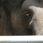 Perth Zoo’s female elephant Permai set to depart in late January, months ahead of schedule