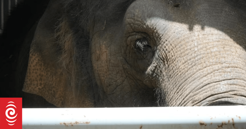 Perth Zoo’s female elephant Permai set to depart in late January, months ahead of schedule