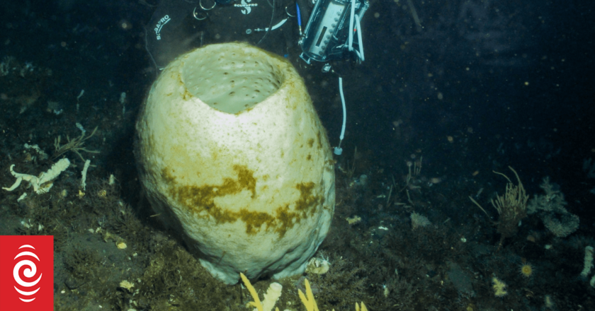 Our Changing World: The glass sponges of Antarctica