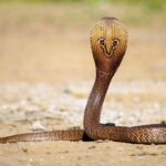 Centre declares snakebites a notifiable disease in India