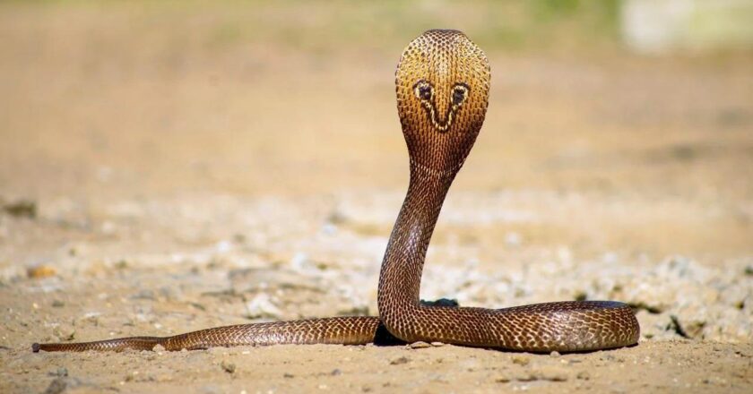 Centre declares snakebites a notifiable disease in India