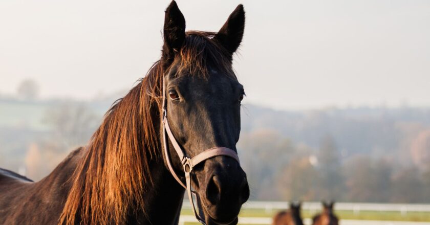 Bird flu could be spreading to horses undetected, study finds | Science, Climate & Tech News