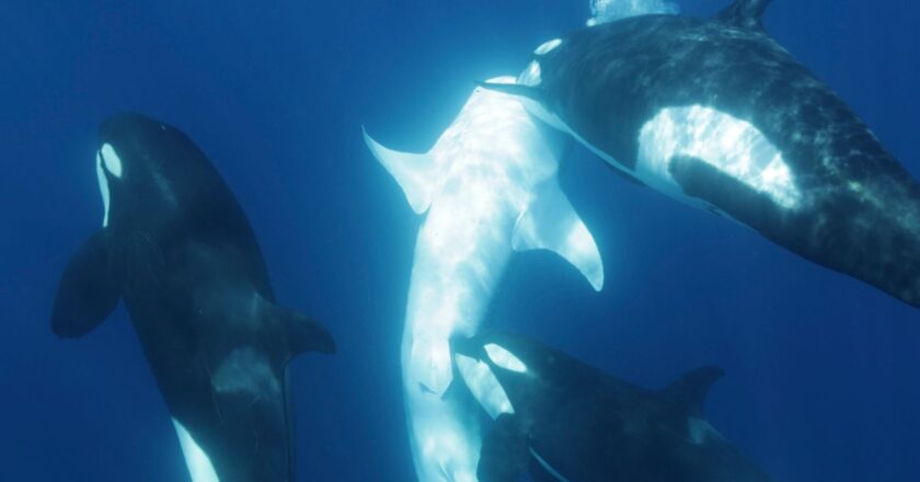 Killer whale pod develops unique technique to hunt world’s largest fish | Science, Climate & Tech News