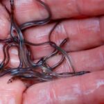 Ottawa scraps elver fishery quota redistribution plan after backlash