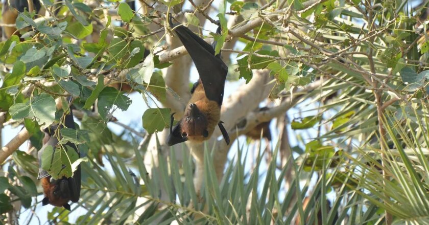 New bat coronavirus with human transmission potential discovered in China