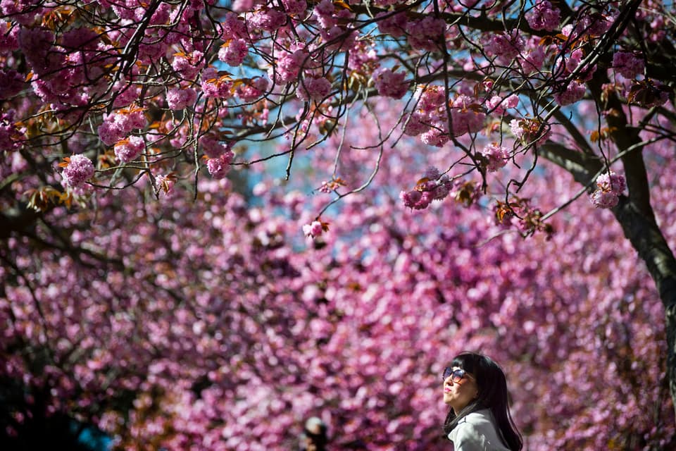 The best places to see cherry blossom in London — from Kew to Straford 3 Cherry blossom trees in bloom in Greenwich Park, south London