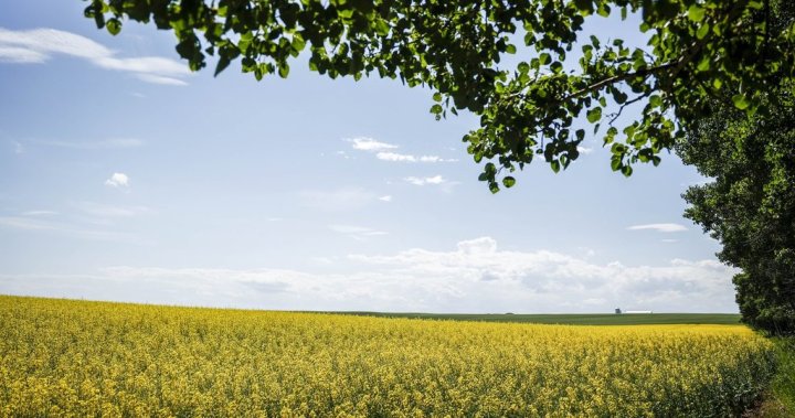 Retaliatory Chinese tariffs set to hit Canadian canola farmers – National