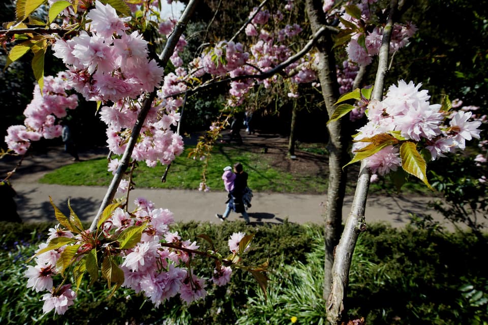 The best places to see cherry blossom in London — from Kew to Straford 2 Kyoto Garden in Holland Park
