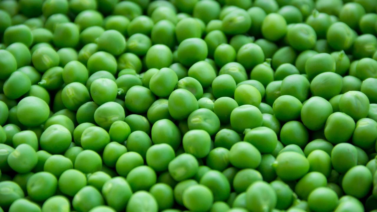 Unlocking the power of pea protein A plant based superfood