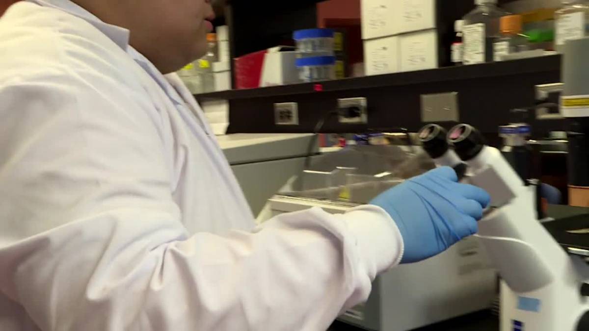 Click to play video: 'Manitoba woman defeats Stage 4 cancer with new therapy'