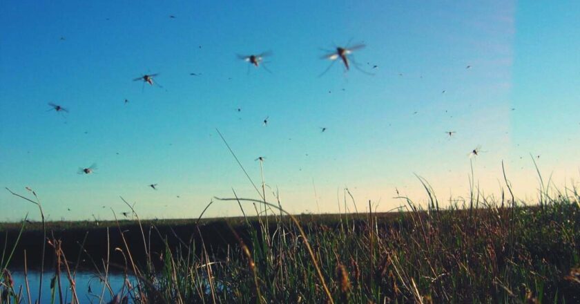 Get Rid of Mosquitoes With These Two Methods (That Actually Work)