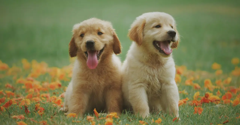 Dogs engage differently with content on TV based on their personalities: Study